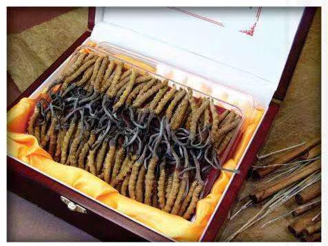 清江浦冬虫夏草回收